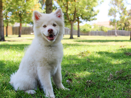 These Tips Will Help You De-Shed Your Furry Friend!