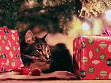 Protect Your Cat This Holiday Season