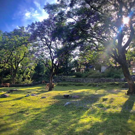 紫色のジャカランダ