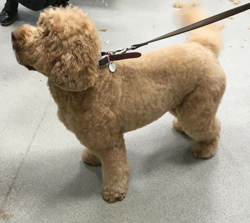 Home Harvey Dog Groomers of Stamford