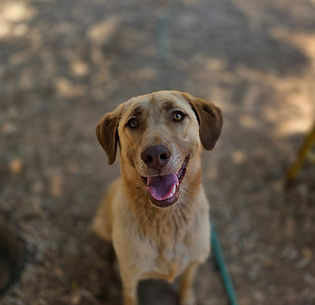 Golden dog sitting down and smiling with a leash on