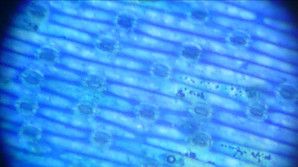 Thumbnail: Meet Cuteda, the STEMTaught Microscope Cart!