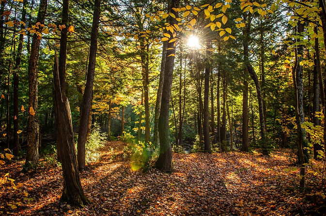 beautiful-shot-forest-with-green-trees-yellow-leaves-ground-sunny-day (1).jpg