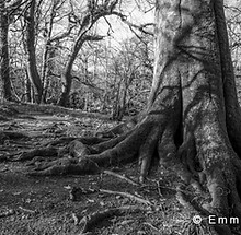 Day 8 - E Barley-1.jpg