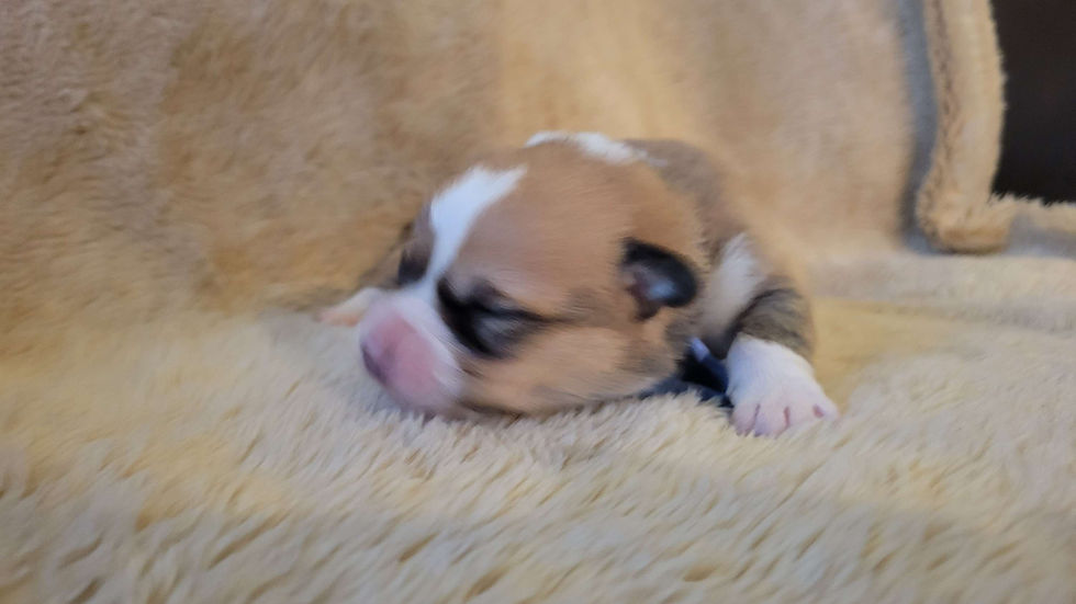 Thumbnail: Pickles Female 3 Junebug/Hopper