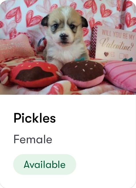 Thumbnail: Pickles Female 3 Junebug/Hopper