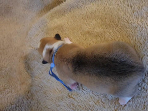 Thumbnail: Pickles Female 3 Junebug/Hopper