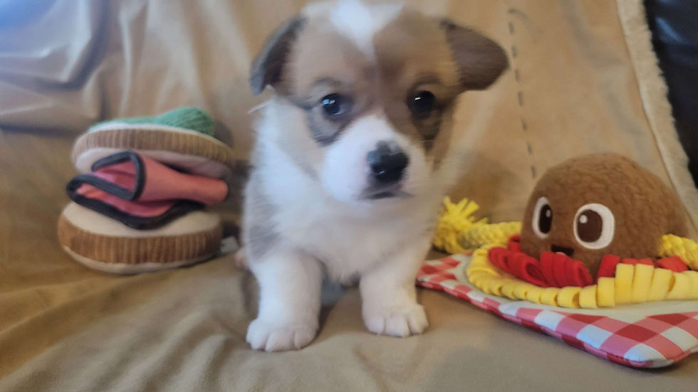 Thumbnail: Piper Female 4 Junebug/Hopper