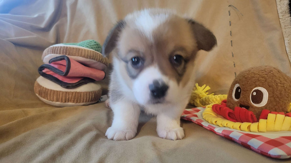 Thumbnail: Piper Female 4 Junebug/Hopper