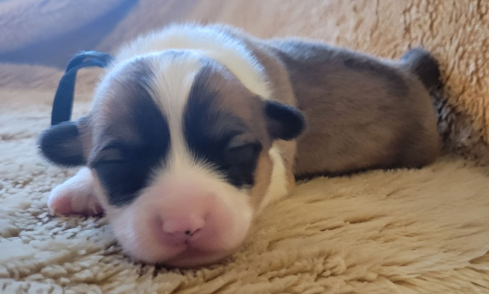 Thumbnail: Vulcan Male 1 Izzy/Hopper Litter