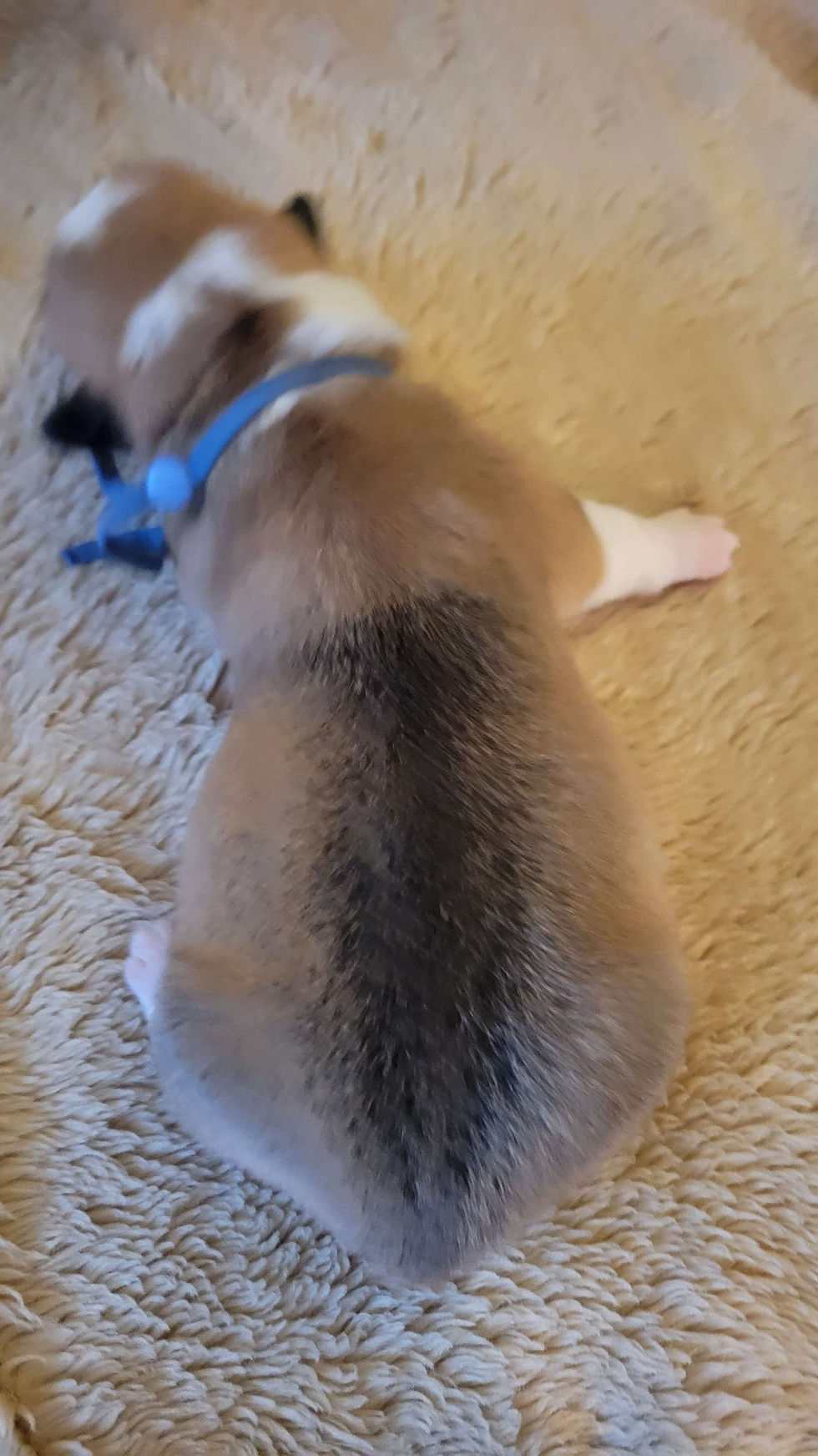 Thumbnail: Pickles Female 3 Junebug/Hopper