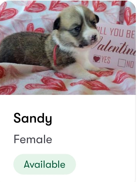 Thumbnail: Sandy Female 1 Junebug/Hopper