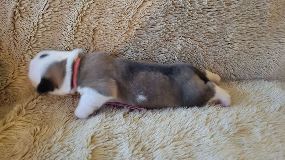 Thumbnail: Wren Female 3 Izzy/Hopper Litter