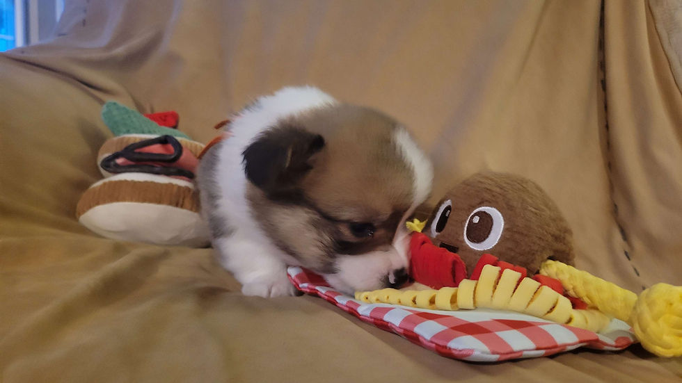 Thumbnail: Monty Male 1 Hopper/Cricket Pup