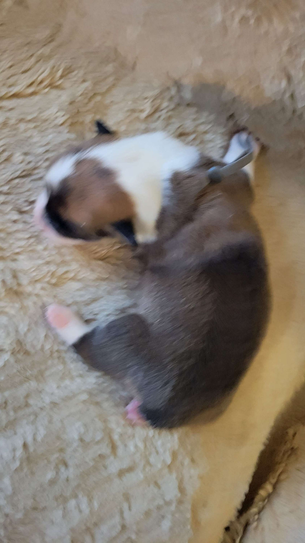 Thumbnail: Ranger Male 2 Izzy/Hopper Litter
