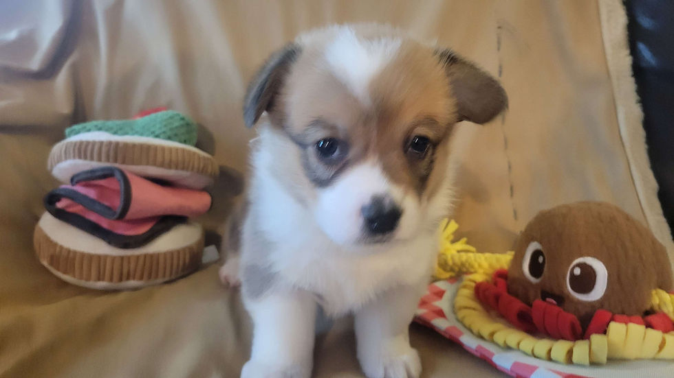 Thumbnail: Piper Female 4 Junebug/Hopper