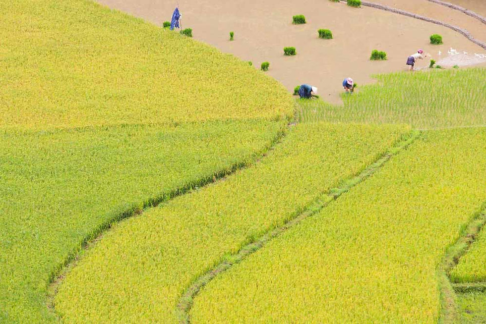 š The Heart of Korean Life, Found in a Single Bowl of Rice