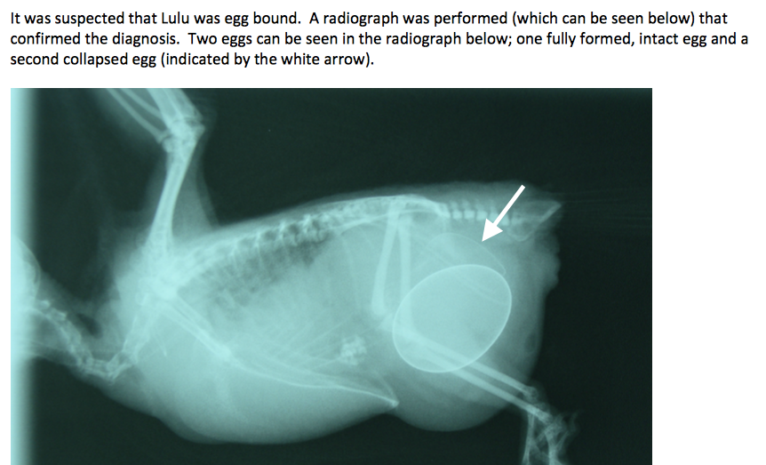 Egg Binding, a serious look at a serious issue.