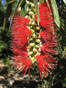 Bottlebrush