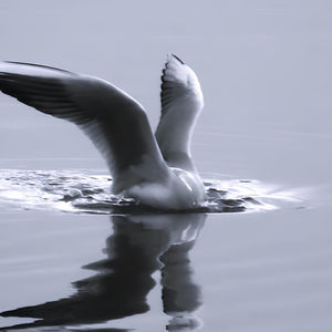 Wildlife Photography