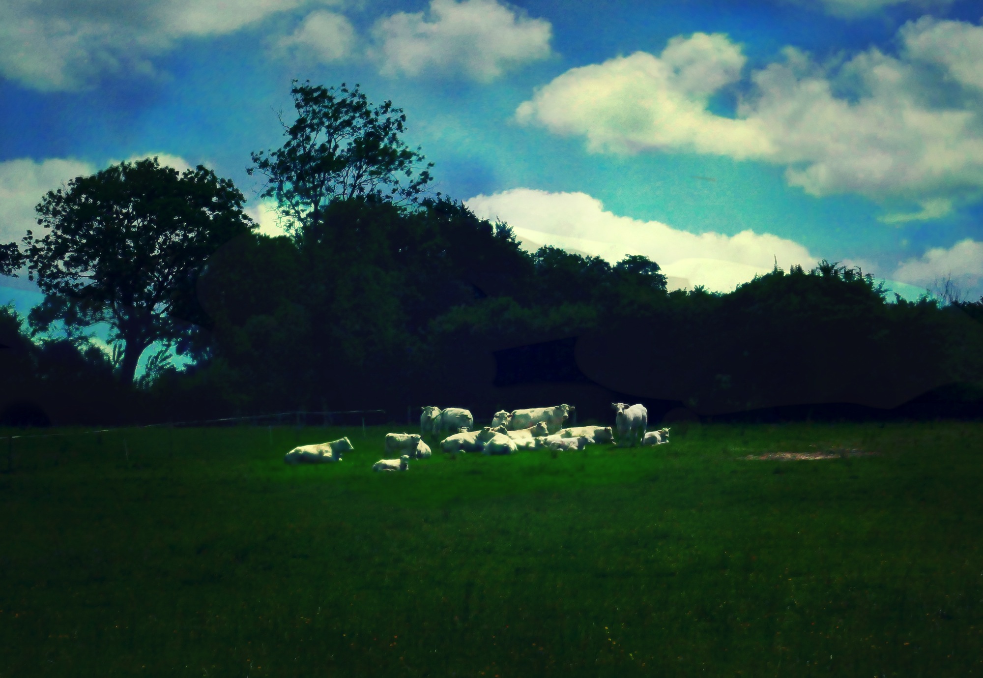 Les vaches paysage au couchant