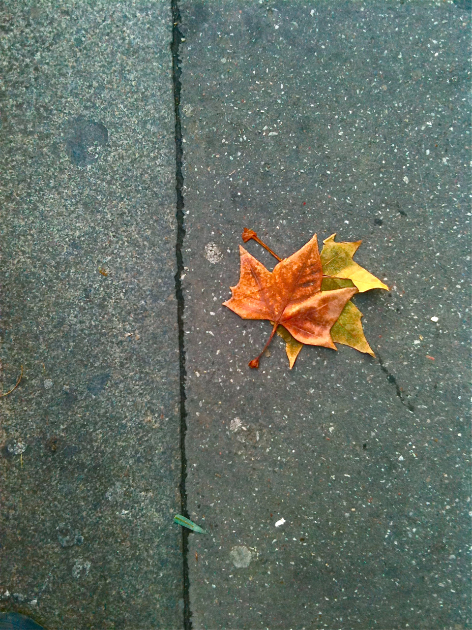 Feuille d'or