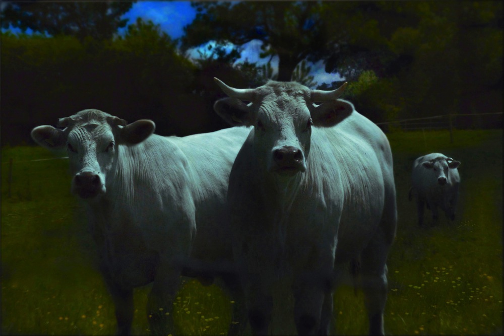 Les vaches