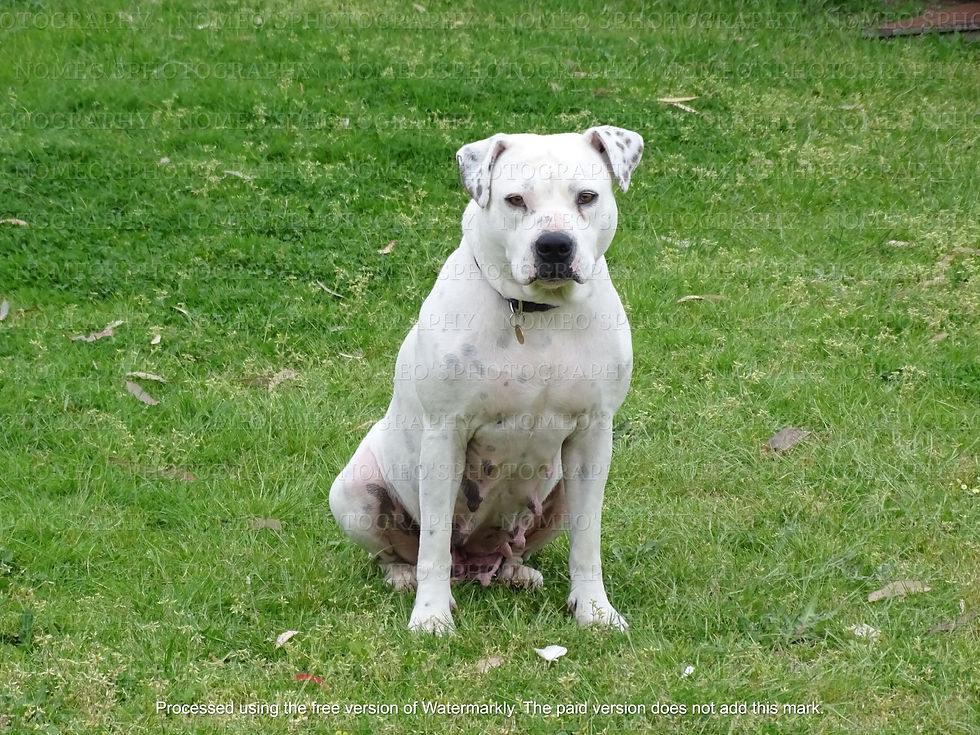 DSC04449
