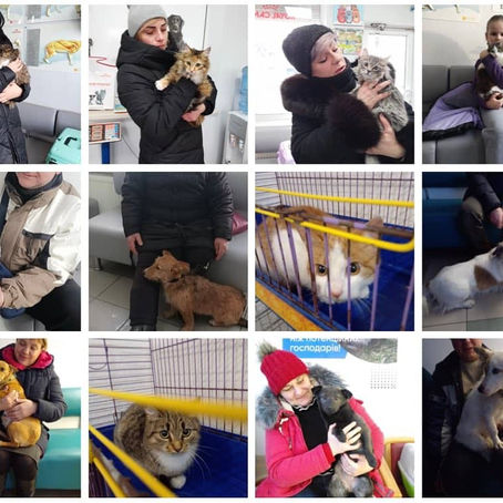 Провели 287 стерилізацій тварин за тиждень з 22 по 28 січня