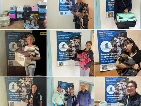 Проведено 505 стерилізацій котів та собак з 29 липня по 4 серпня