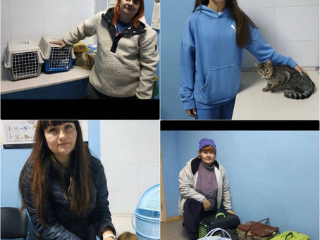 Провели 223 стерилізації собак та котів за тиждень з 2 по 7 жовтня