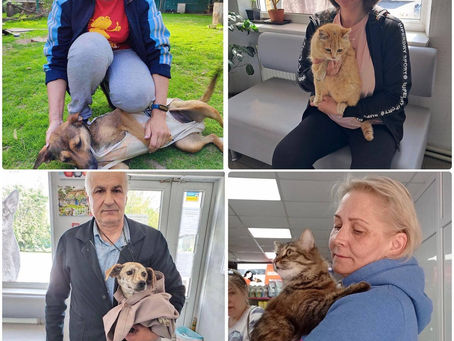 Проведено 195 стерилізацій тварин у період з 22 по 28 травня