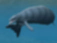 Basilosaurus