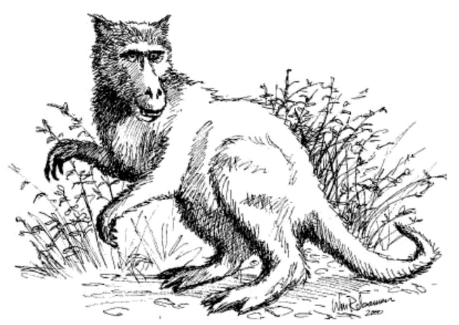 THE DEVIL MONKEY
