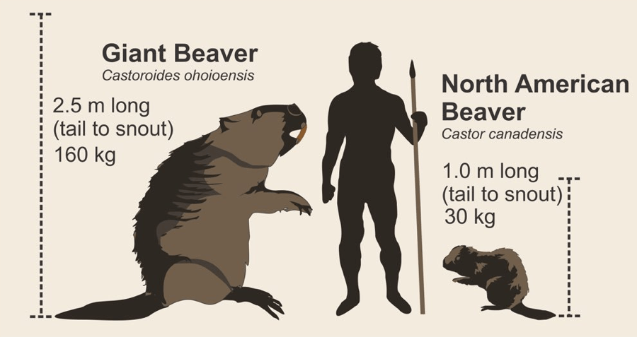 Giant Beaver size comparison chart