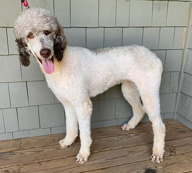 Cami- Sable Parti Standard Poodle