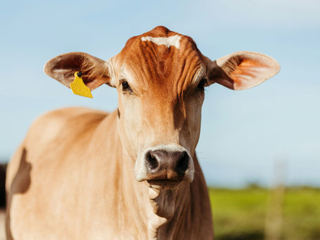 Biological Hazards Gaining National Focus: Why Q Fever and Airborne Risks Are the New WHS Frontline