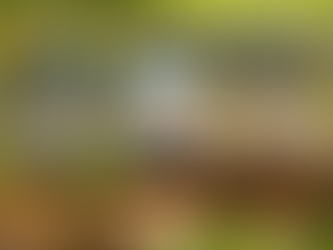 パンダを見よう、日本から近い国、台湾