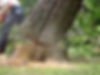 Tree Felling