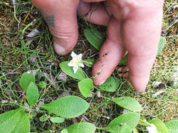 Tea Flower
