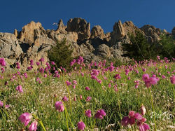 2013-07-30-Allium narcissiflorum-005-800