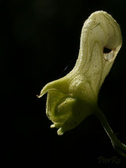 2010-08-03-Aconitum lycoctonum-008-600