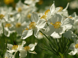 2012-06-22-anémone à fleur de narcisse-030-800