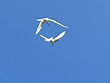 Birds in Sync $295