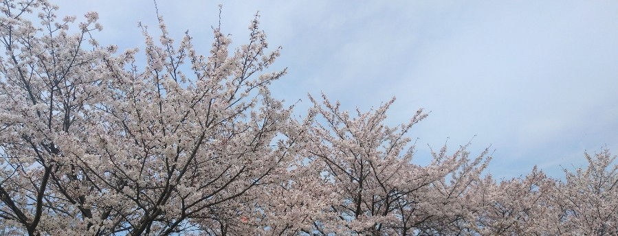 お花見　桜