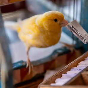 El pajarito de la suerte, una tradición centenaria en México