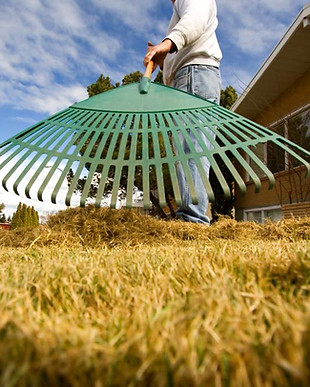 Raking Grass