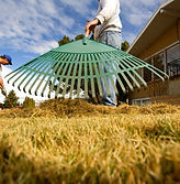 Backyard Lawn Cleanup