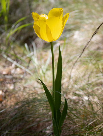 IMG_0037_edited.jpg
