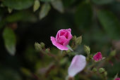 IMG_8387.jpg